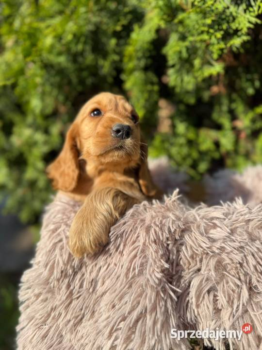 Cocker spaniel angielski Piesek Rodowód Cocker Spaniel Kielce