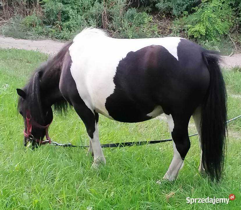 Kucyk klacz mazowieckie Falęcice