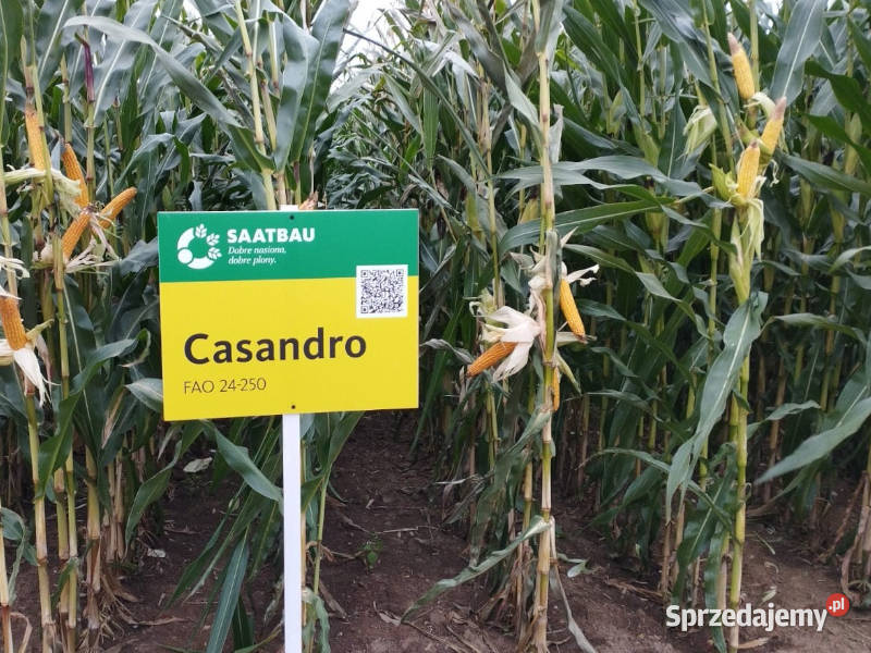 Materiał siewny kukurydza Casandro na ziarno Wieruszów