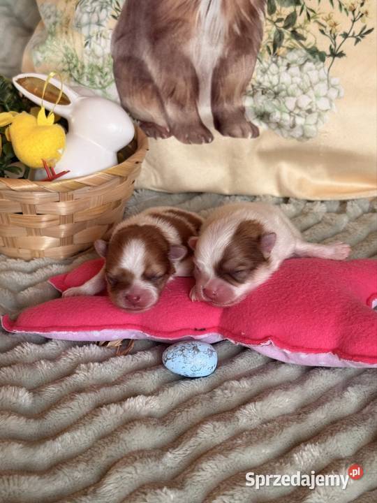 Szpic miniaturowypomeranian Zrębice