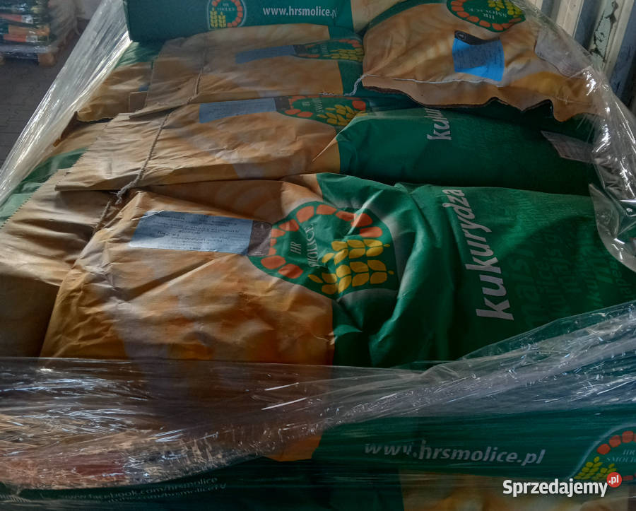 Materiał siewny kukurydza SM Prezent FAO 240250 kujawsko-pomorskie Barcin