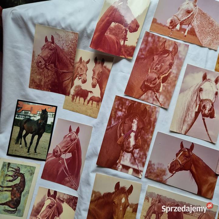 Kartki pocztowe 29 PRL Konie Arabskie Janów małopolskie Brzesko sprzedam