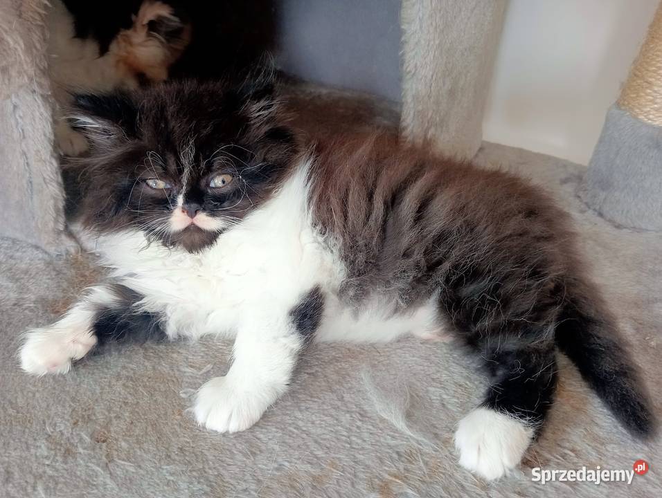 Koty perskie persy pers perski kocurek kocur Perski Jedlicze
