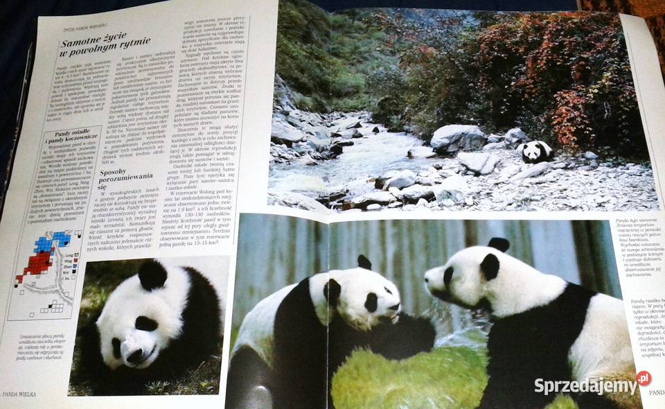 Świat dzikich zwierząt Larousse 4 Panda wielka Chełm