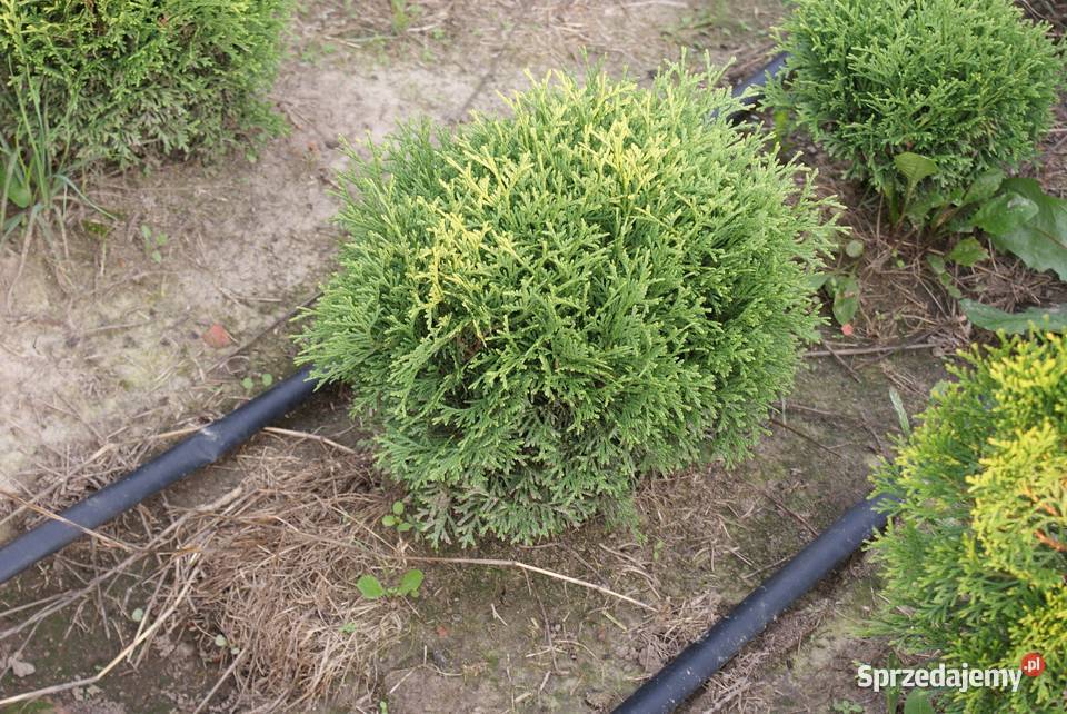 Tuja Tinetim 30 kulka Kraków małopolskie Wawrzeńczyce