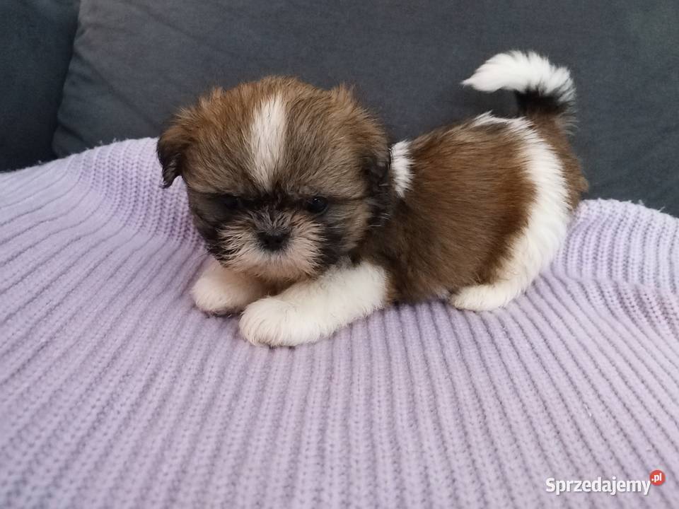 Mini sunia Bambi kujawsko-pomorskie Ciechocin