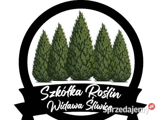 Tuja Danica Sadzonki Iglaste