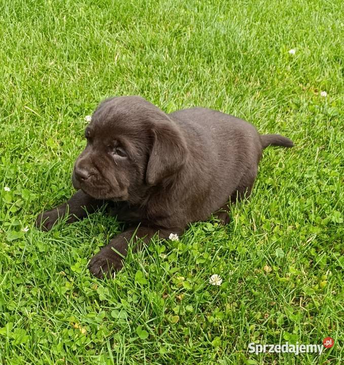 Pieski i suczki czarne Labradory Retriever Tarnów