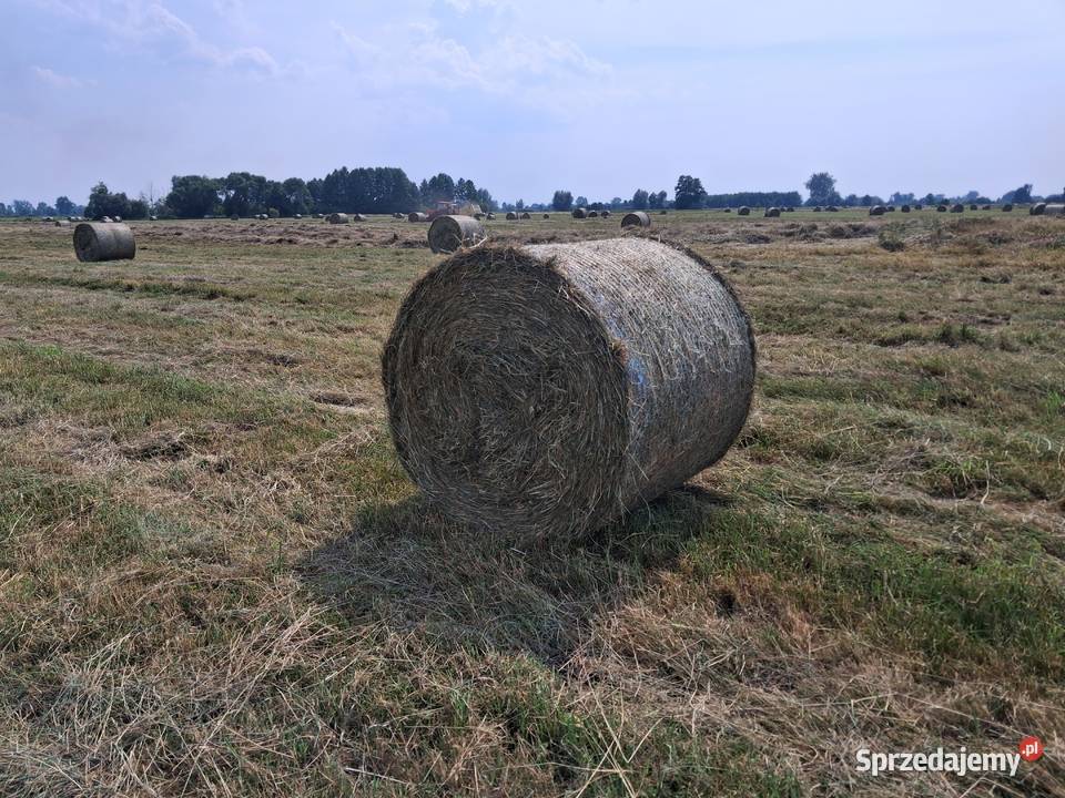 Zbieram rezerwacje na Siano w belach i kostkach lubuskie Stare Kurowo