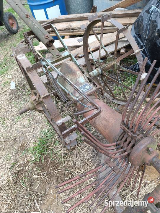 Kopaczka konna Lubartów