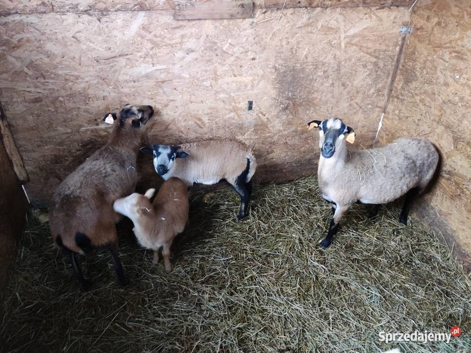 Sprzedam zwierzęta widoczne na zdjęciach Tanio Pozostałe Kraśnik