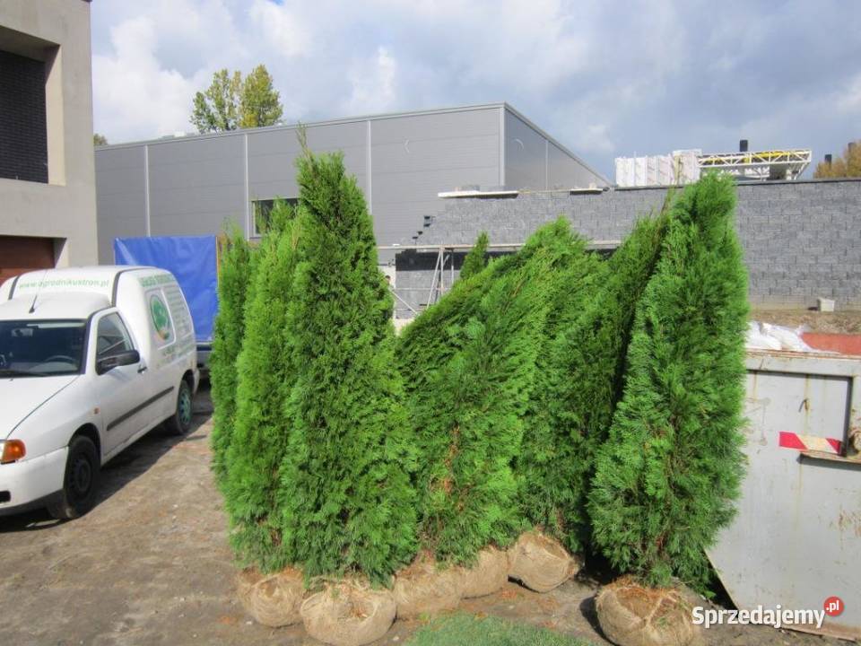 Tuje szmaragd tuja Śląsk 160 180 200 220 Ustroń