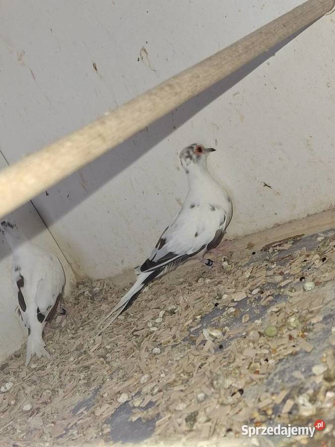 Sprzedam gołąbki diamentowe Wodzisław Śląski