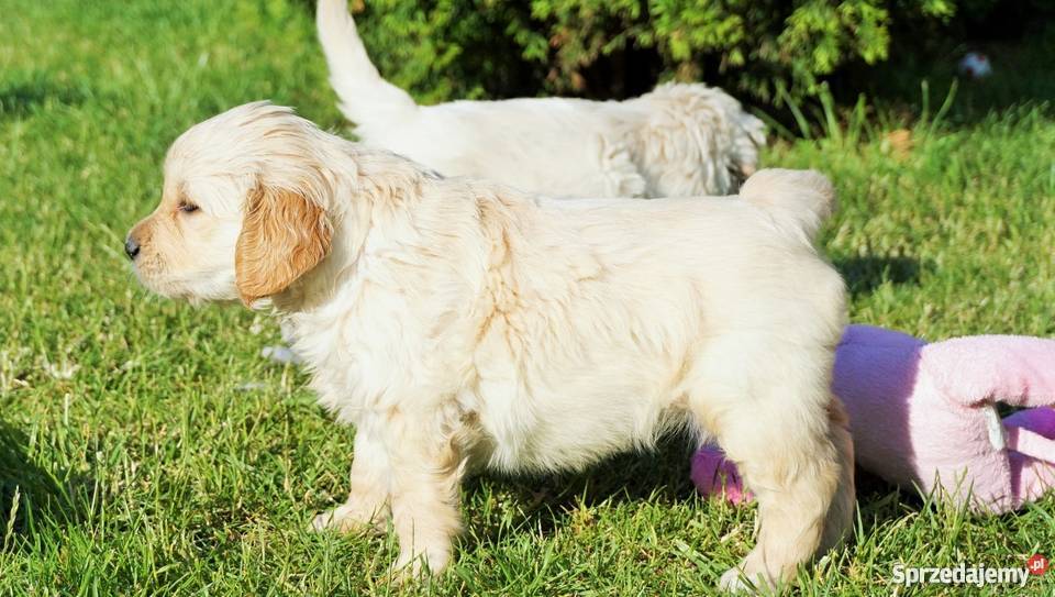 Rodowodowe Golden Retriever goldeny ZKwP FCI