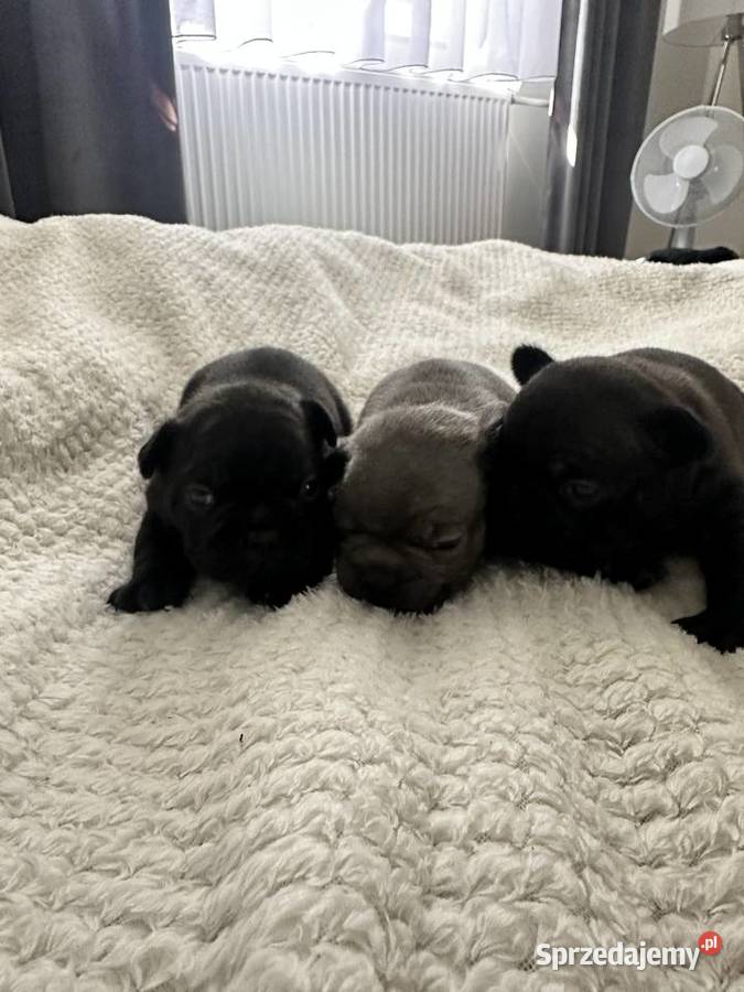 Buldog Francuski rezerwacja podkarpackie Brzostek