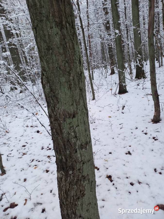 Sprzedam las dębowy 20zł/m2 Siemiatycze