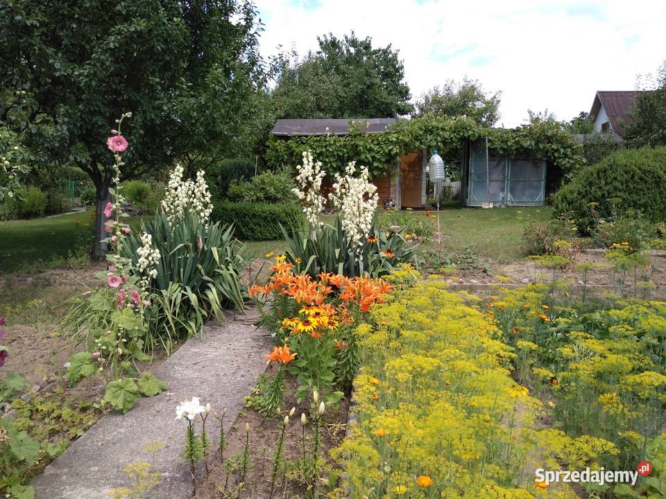 Ogródek działkowy działka rekreacyjna ROD Wiarus Wilkanowo