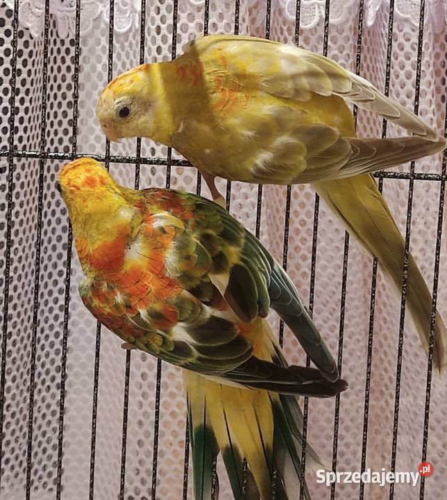 papugi świergotki papuga świergotka na sprzedaż Ptaki Zagórów