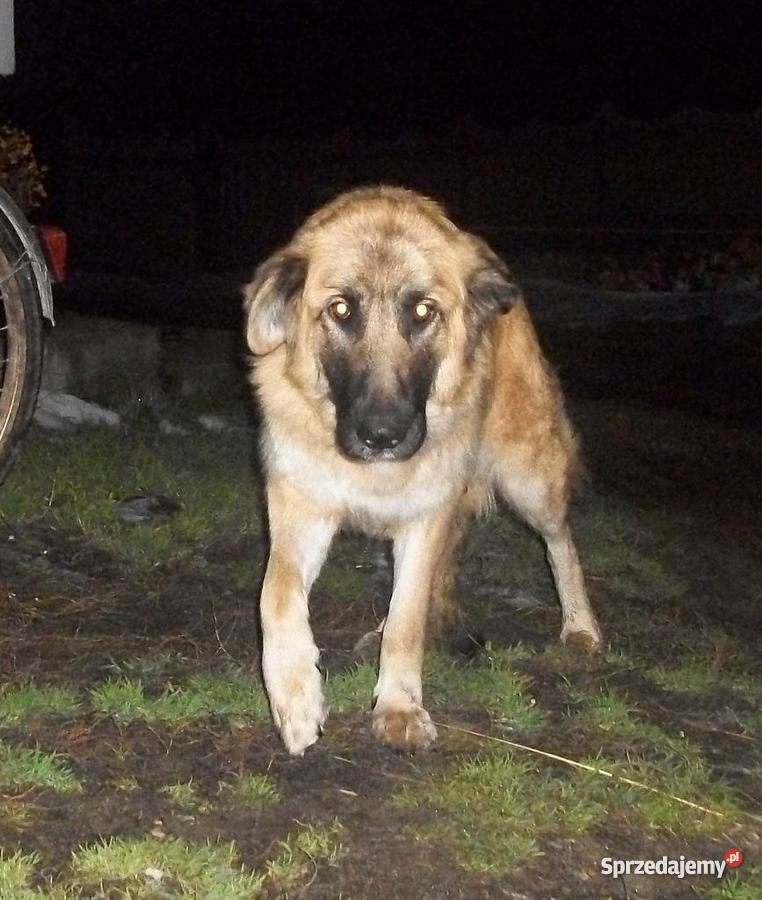 Szczenięta wyrosną na kudłate psy Białystok sprzedam