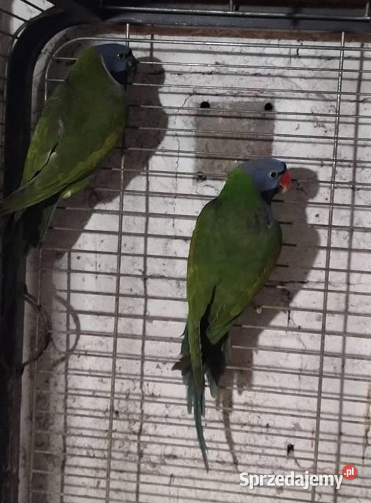 Papugi aleksandretty chińskie sprzedam