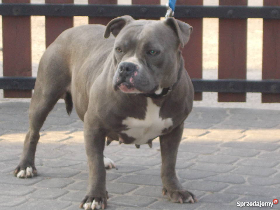 Suczka American Bully mazowieckie Płock