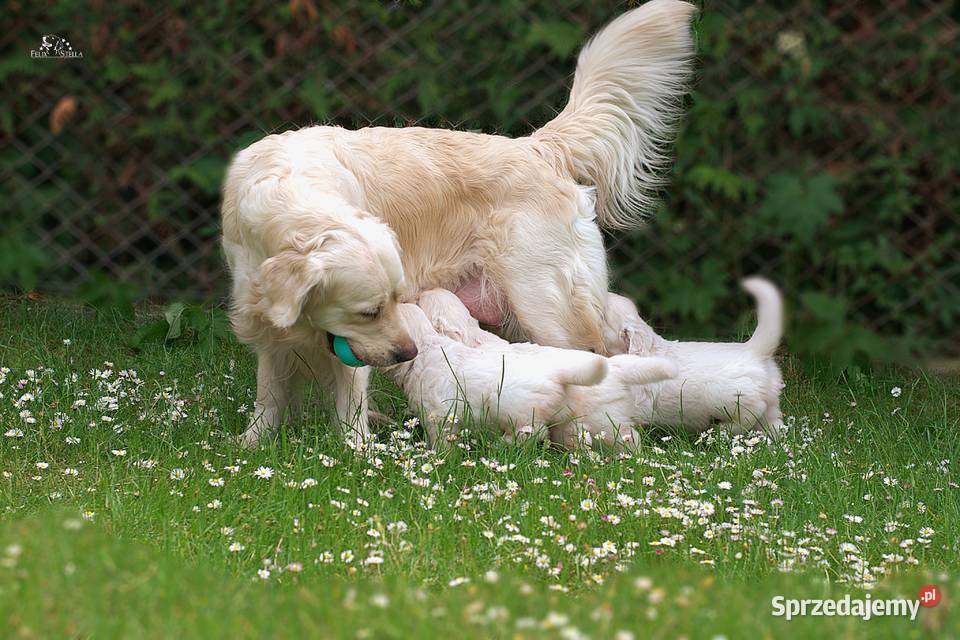 Sprzedam pieska golden retriever ZkwPFCI Golden Retriever Toruń