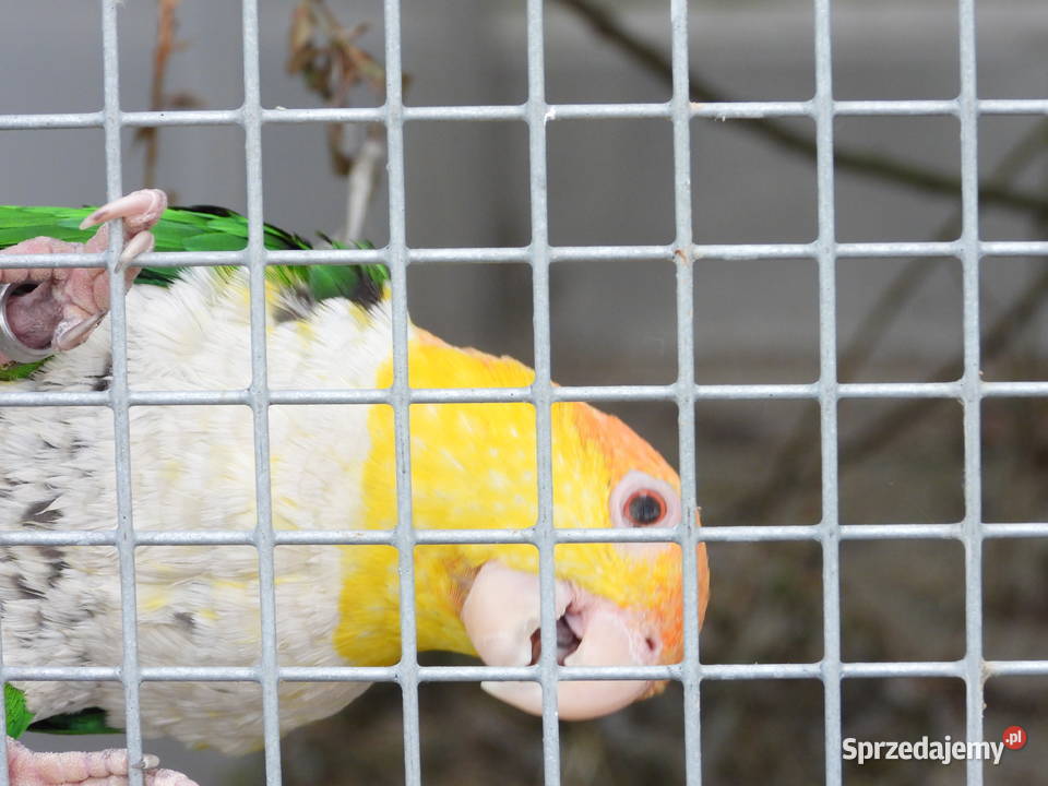 Barwinki amazonki faliste Woliery Cieszyn