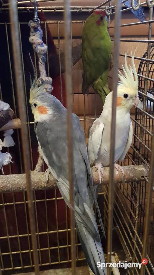 Sprzedam Rozelle Królewskie Nimfy Papugę Kozią Brudzeń Duży