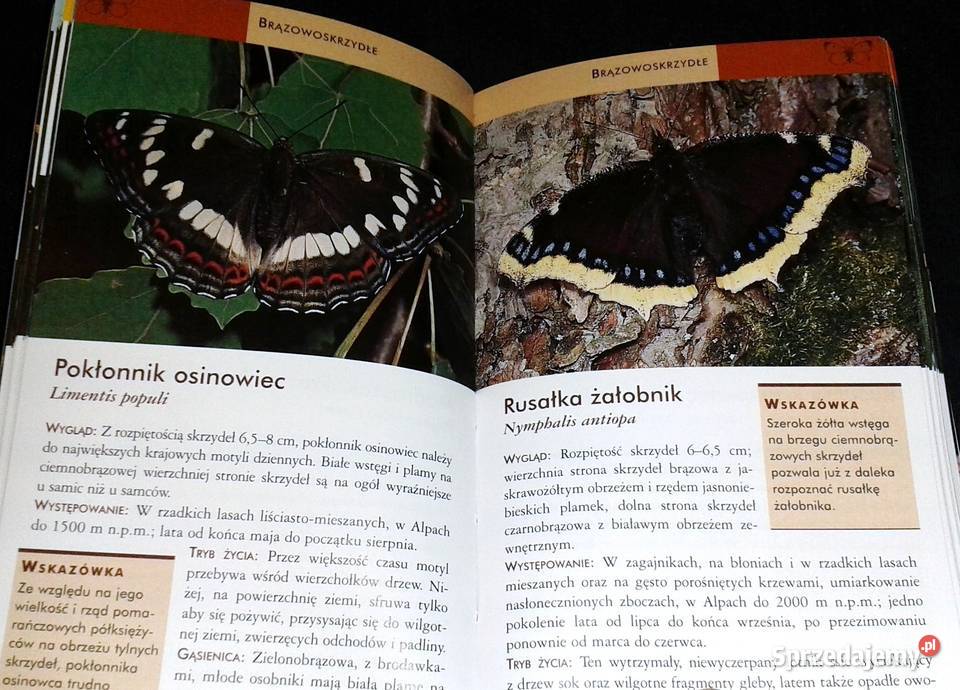 Motyle Atlas łatwe rozpoznawanie red Robert Chełm