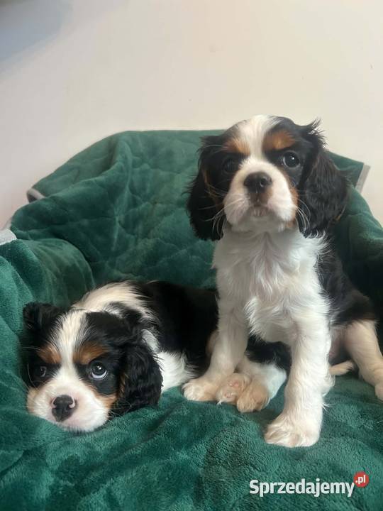 Cavalier King Charles Spaniel szczeniaki na warmińsko-mazurskie