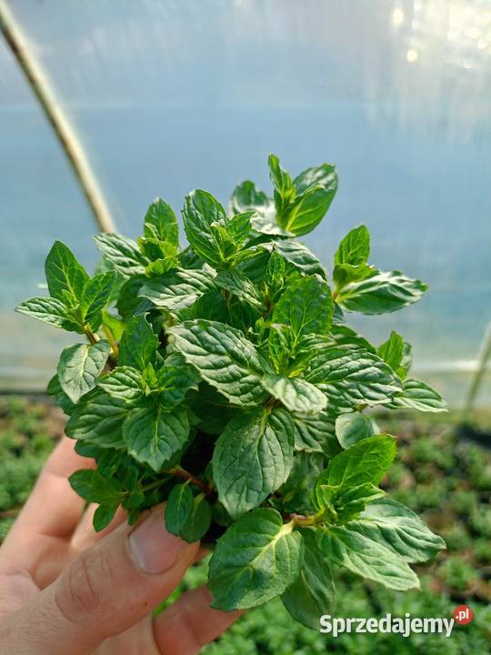 Supertunia Vista 15 kolorów sadzonki w Czulice