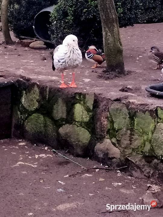 Samica magelany andyjskie gęś ozdobna Główczewice