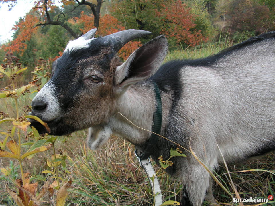 4 miesięczny Koziołek szuka nowego domu Sady sprzedam