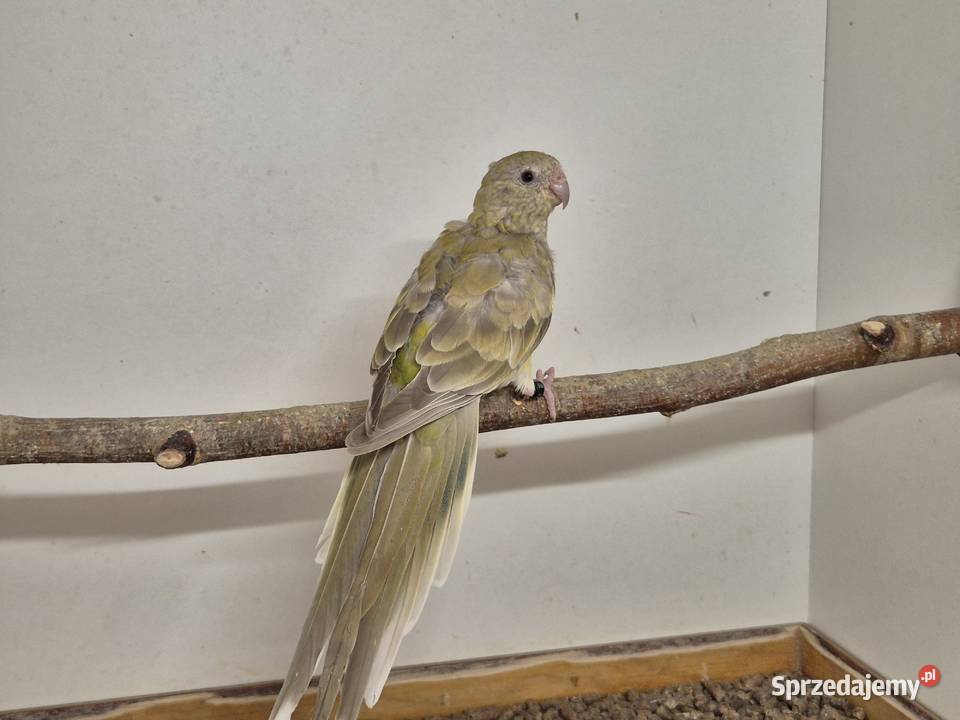 Świergotka Seledynowa Świergotki Seledynowe Buków