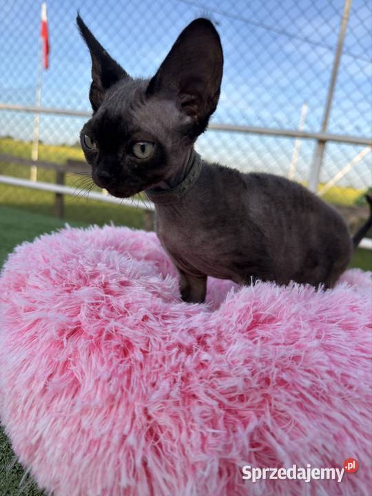 Devon Rex kocur FPL