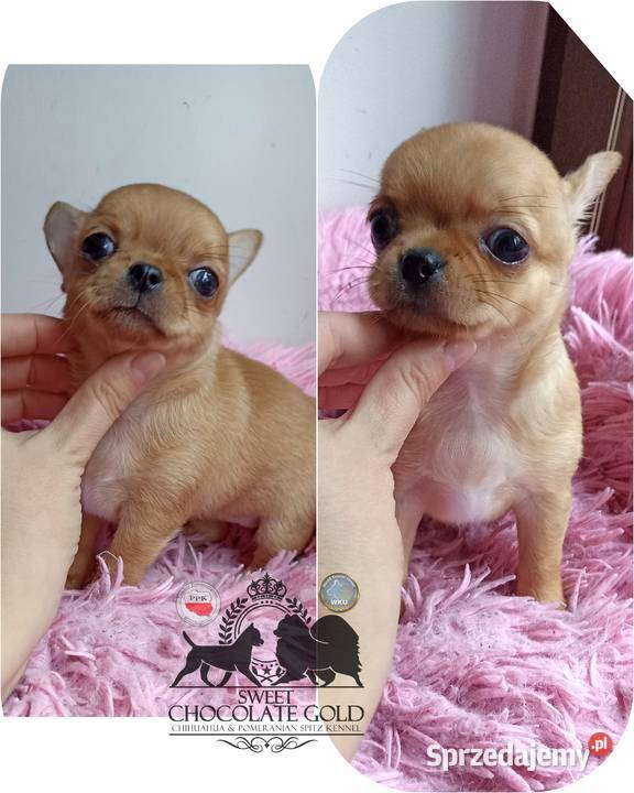 Chihuahua mikro sunia beżowa krótkowłosa pełny łódzkie