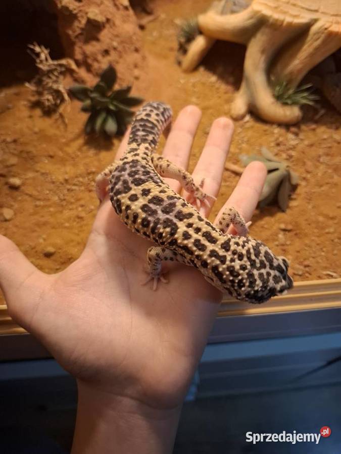 Terrarium 100x50x50 z wyposażeniem I gekonami Gady i płazy Grudusk