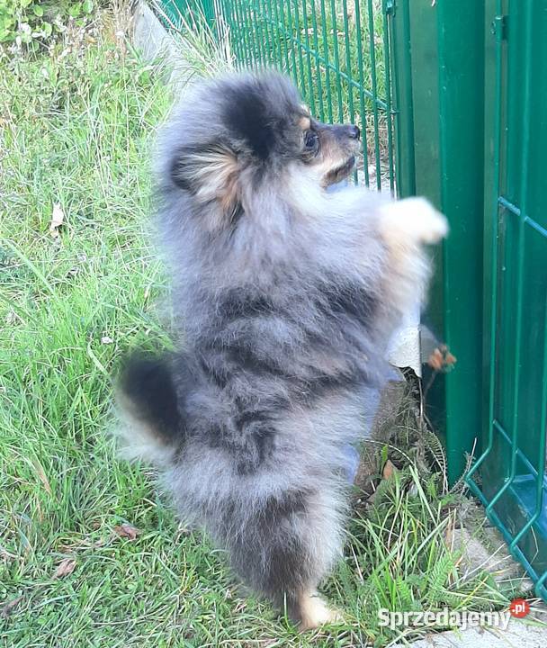 Szpic miniaturowy blue merle tan łódzkie Pabianice
