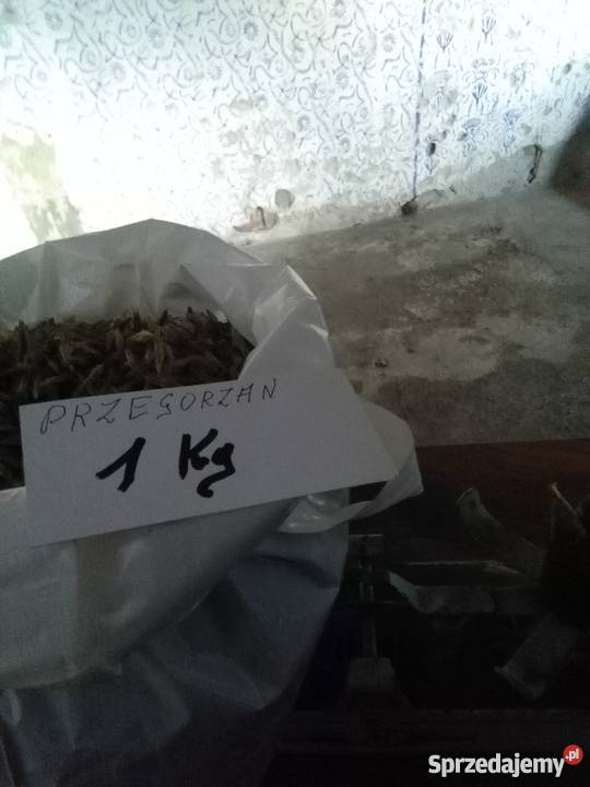 Przegorzan Roślina miododajna małopolskie Chocznia