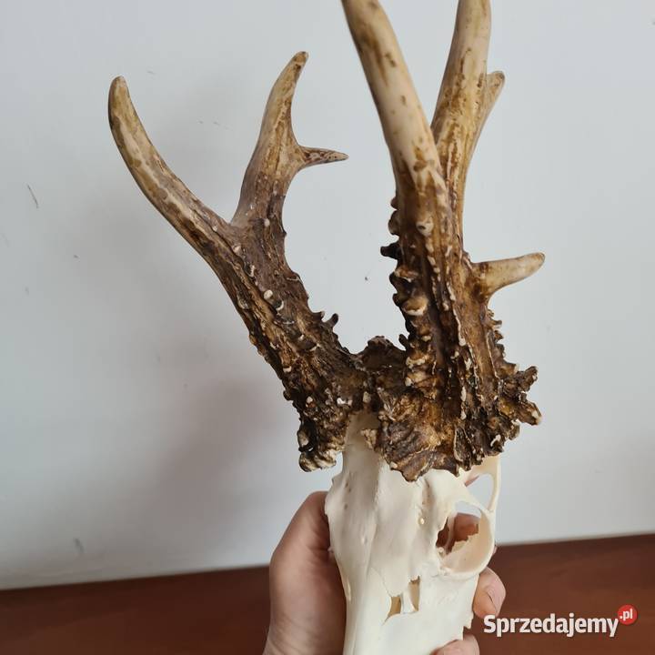 NPWOŚĆ Kopia rekordu świata Czechy 810 gr 223CIC Sporty strzeleckie i myślistwo Orzesze