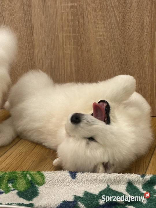 Samoyed szczeniaki ZKwP FCI Tworóg sprzedam