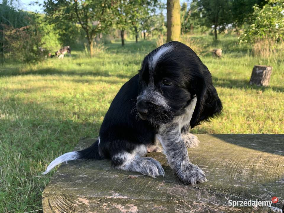 Szczeniaki cocker spaniel angielski Częstochowa