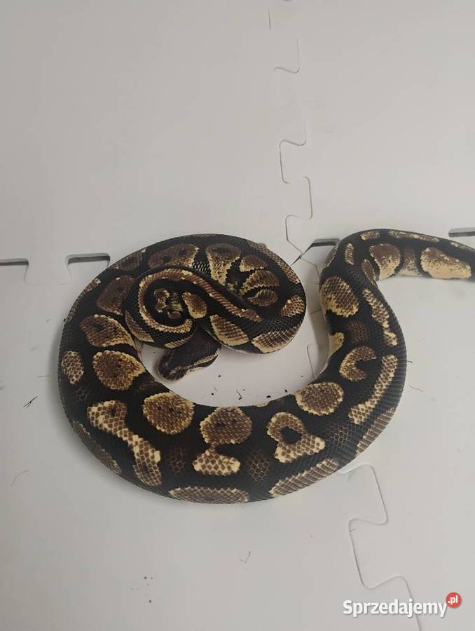 Python królewskie cb23 Pszów