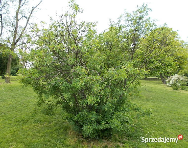 KARAGANA SYBERYJSKA Caragana arborescens NASIONA Lubanie sprzedam