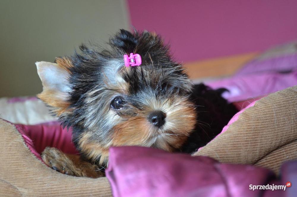 Yorki York Yorkshire Terrier Dowóz Metryka