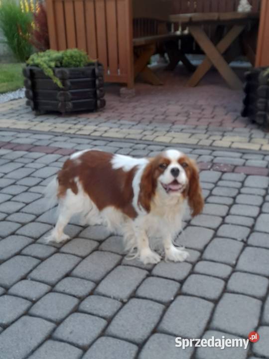 Szczeniak Cavalier Spaniel Cavalier king Busko-Zdrój