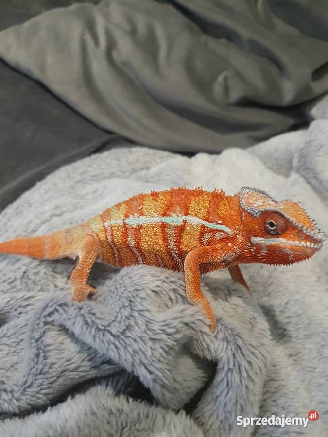 kameleon lamparci ambilobe red bar Lubień Kujawski