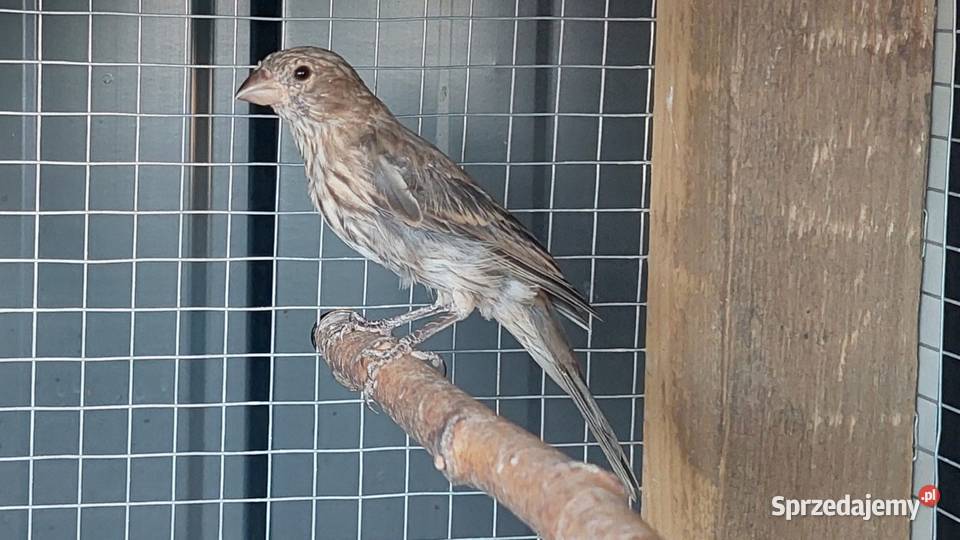 Gile meksykańskie dziwonia ogrodowa śląskie