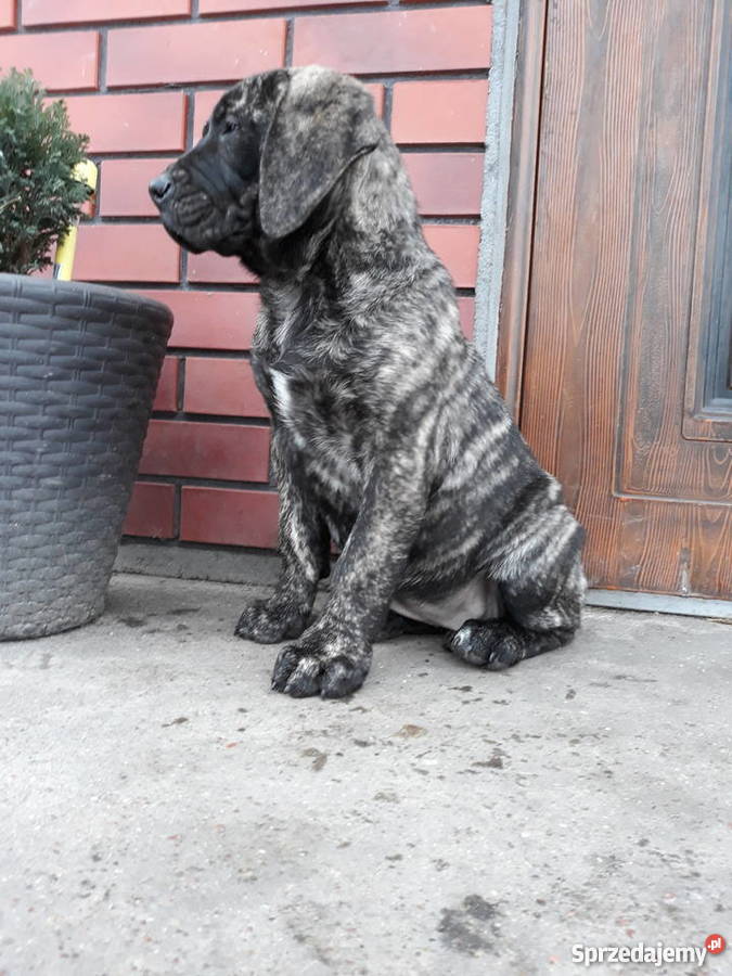 Szczeniaki Dog Kanaryjski Dogo Canario Dogo Canario