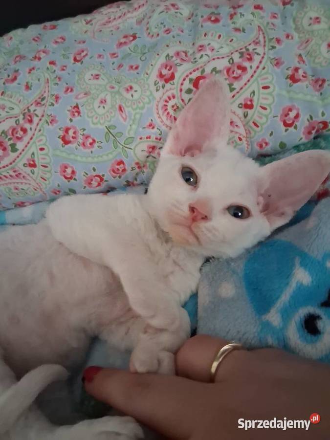 BiaŁa dziewczynka devon rex FPL Wrocław